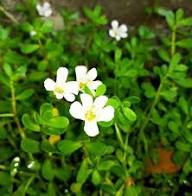 Bacopa Blumensamen Weiß – Alte Sorte Gentechnikfrei Hohe Keimfähigkeit