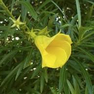 Yellow Oenothera Odorata Flower Seeds – Heirloom, Non-GMO, High Germination Organic Seeds