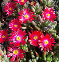 Semillas de flores Delosperma Rojas – Semillas Heirloom No-GMO de Alta Germinación