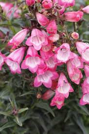 Semillas de flor de penstemon rosa – Semillas de jardín orgánicas, de reliquia, no transgénicas y de alta germinación para sembrar
