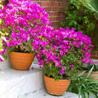 Pink Bougainvillea Flower Seeds Heirloom Non-GMO High Germination Organic Garden Seeds for Planting