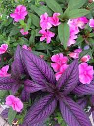 Purple Giant Impatiens Flower Seeds Heirloom Non-GMO High Germination Organic Garden Seeds for Planting