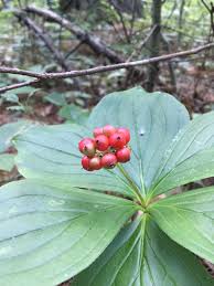 Bunchberry Fruit Seeds for Planting – Heirloom Non-GMO Seeds, High Germination Organic Garden Seeds