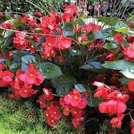 Semillas de Begonia Roja Gigante Semillas de Jardín Orgánicas para Siembra, Herencia, Sin OGM, Alta Germinación