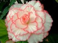 White Pink Begonia Flower Seeds Heirloom Non-GMO High Germination Organic Garden Seeds for Planting