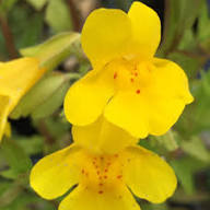 Yellow Mimulus Guttatus Flower Seeds – Heirloom, Non-GMO, High Germination Organic Seeds