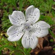 White Nemophila Menziesii Flower Seeds – Heirloom, Non-GMO, High Germination Organic Garden Seeds for Planting