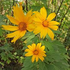 Tithonia Flower Seeds Yellow Heirloom Non-GMO High Germination Organic Garden Seeds