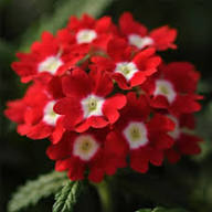 Red White Verbena Flower Seeds – Heirloom, Non-GMO, High Germination Organic Seeds