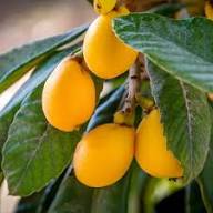 Loquat Seeds Orange Heirloom Non-GMO High Germination Organic Garden Seeds for Planting
