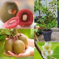 Kiwi-Samen, bunte, samenfeste, gentechnikfreie, keimfreudige Bio-Gartensamen zum Pflanzen
