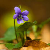 Riviniana Flower Seeds for Planting – Heirloom Non-GMO High Germination Organic Garden Seeds