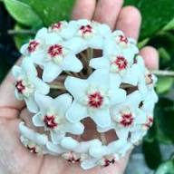 Giant Hoya Carnosa Flower Seeds for Planting and Growing White Heirloom Non-GMO High Germination Organic Garden Seeds