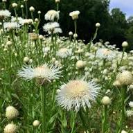 Centaurea Flower Seeds White Heirloom Non-GMO High Germination Organic Garden Seeds for Planting