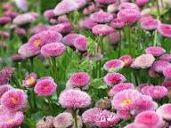 Pink Perennis Flower Seeds – Heirloom, Non-GMO, High Germination Organic Garden Seeds for Planting Seeds for Planting
