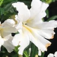 White Mimulus Flower Seeds Heirloom Non-GMO High Germination Organic Garden Seeds