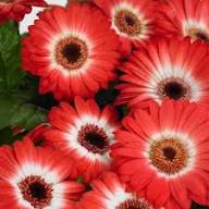 Red Daisy Flower Seeds for Planting – Heirloom, Non-GMO, High Germination Organic Garden Seeds