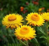 Yellow Helichrysum Flower Seeds – Heirloom Non-GMO High Germination Organic Garden Seeds