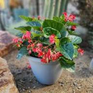 Semillas de flor de begonia roja tuberosa, reliquia, sin OMG, alta germinación, semillas orgánicas para jardín, para plantar