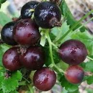 Jostaberry Seeds Heirloom Non-GMO High Germination Organic Garden Seeds for Planting