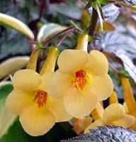 Yellow Achimenes Flower Seeds – Heirloom, Non-GMO, High Germination Organic Garden Seeds
