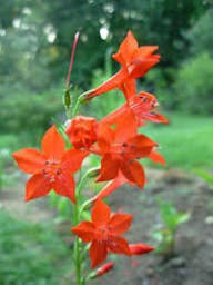 Red Ipomopsis Flower Seeds – Heirloom Non-GMO High Germination Organic Garden Seeds for Planting
