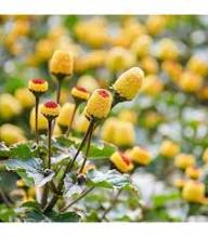Yellow Red Spilanthes Flower Seeds – Heirloom, Non-GMO, High Germination Organic Seeds