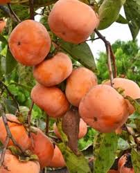 American Persimmons Fruit Tree Seeds for Planting – Heirloom Non-GMO High Germination Organic Garden Seeds