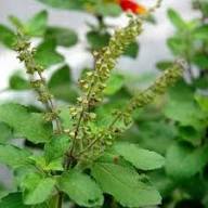 Green Basil Plant Seeds Heirloom Non-GMO High Germination Organic Garden Seeds for Planting