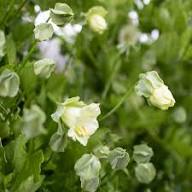 White Green Cobaea Flower Seeds for Planting Heirloom Non-GMO High Germination Organic Garden Seeds