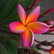 Pink Plumeria Alba Flower Seeds Heirloom Non-GMO High Germination Organic Garden Seeds for Planting