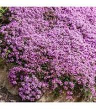 Pink Climbing Thyme Flower Seeds Heirloom Non-GMO High Germination Organic Garden Seeds