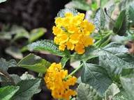 Yellow Verbena Flower Seeds – Heirloom Non-GMO Organic Garden Seeds
