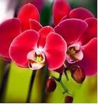 Red Orchid Flower Seeds for Planting (Heirloom, Non-GMO) High Germination Organic Garden Seeds