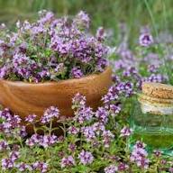 Purple Creeping Thyme Flower Seeds Heirloom Non-GMO High Germination Organic Garden Seeds