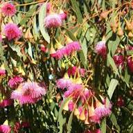 Red Eucalyptus Torquata Flowers Seeds – Heirloom Non-GMO High Germination Organic Garden Seeds for Planting