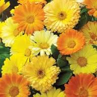 Yellow Calendula Flowers Seeds – Heirloom, Non-GMO, High Germination Organic Seeds