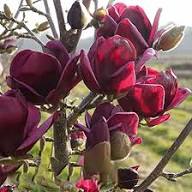 Semillas de flor de Yulan granate – Semillas de huerto orgánicas tradicionales sin OMG para plantar