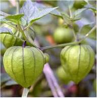 Green Tomatillo Seeds for Planting – Heirloom Non-GMO High Germination Organic Garden Seeds