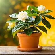 Yellow Gardenia Flower Seeds Heirloom Non-GMO High Germination Organic Garden Seeds for Planting