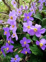 Purple Ramonda Nathalie Flower Seeds Heirloom Non-GMO High Germination Organic Garden Seeds for Planting