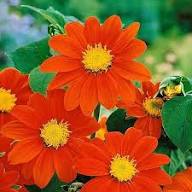 Tithonia Torch Flower Seeds – Heirloom, Non-GMO, High Germination Organic Seeds
