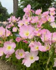 Pink Primrose Flower Seeds for Planting – Heirloom Non-GMO High Germination Organic Garden Seeds