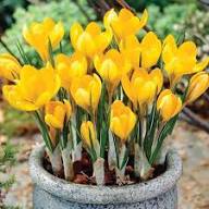 Yellow Crocus Flower Seeds – Heirloom, Non-GMO, High Germination Organic Garden Seeds