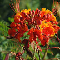 Red Caesalpinia Pulcherrima Flower Seeds – Heirloom, Non-GMO, High Germination Organic Garden Seeds for Planting
