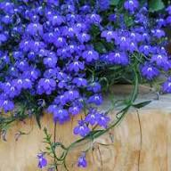 Veilchen Lobelia Erinus Blumensamen – Alte Sorte gentechnikfrei hohe Keimfähigkeit Bio-Gartensamen
