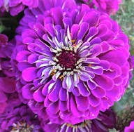 Purple Zinnia Flower Seeds Heirloom Non-GMO High Germination Organic Garden Seeds for Planting