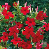 Mandevilla Flower Seeds Red – Heirloom Non-GMO High Germination