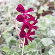 Sidoides Flower Seeds for Planting – Heirloom, Non-GMO, High Germination Organic Garden Seeds