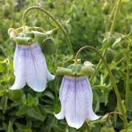 White Codonopsis Flower Seeds Heirloom Non-GMO High Germination Organic Garden Seeds for Planting